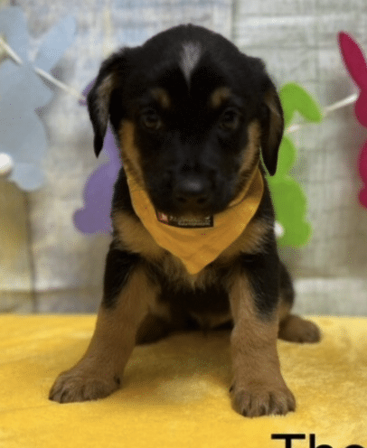 Theo, a 3 mo old brown/black Shepherd pup available for adoption at Danbury Animal Welfare Society
